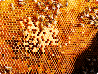 Cera de Abelha