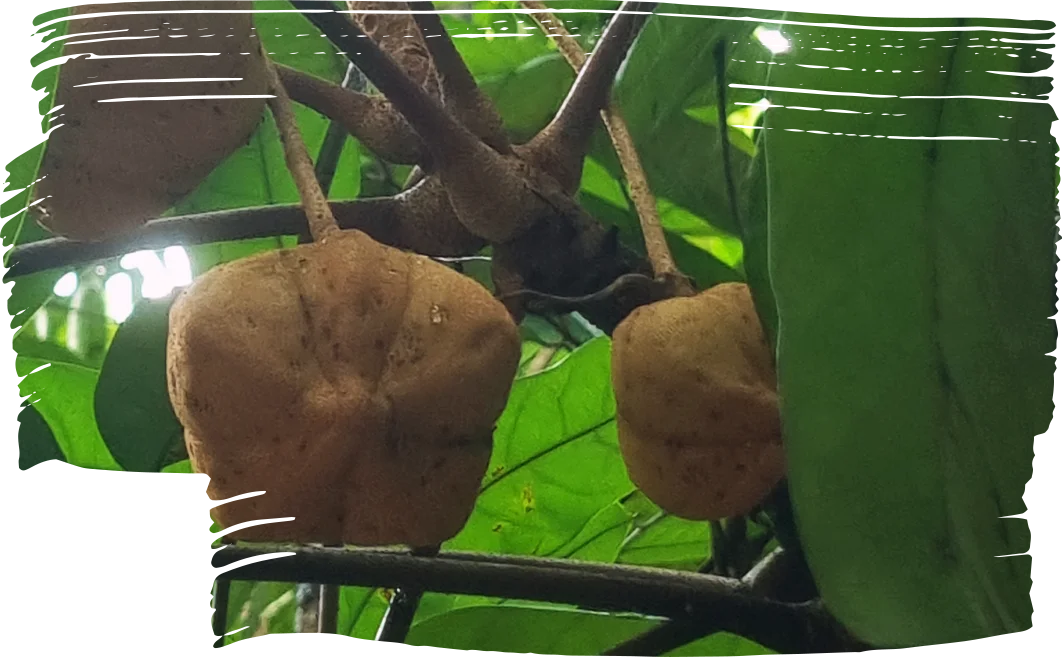 Conheça a Andiroba e Proteja a Amazônia