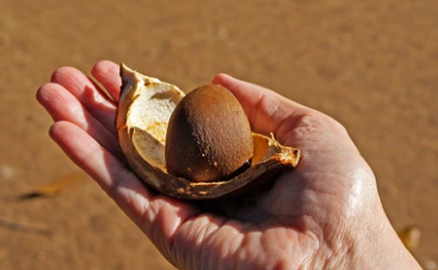 Por que é Importante Adquirir os Produtos Andirobas D’Amazônia Sustentável?